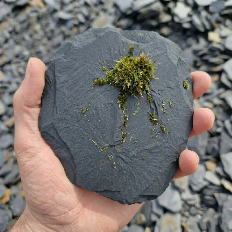 Thüringer Schiefer aus Probstzella in einer hand auf einer Schieferhalde